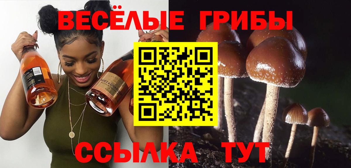 Саянск  Галлюциногенные грибы Psilocybe  Псилоцибиновые грибы Psilocybe  Вход с VPN 